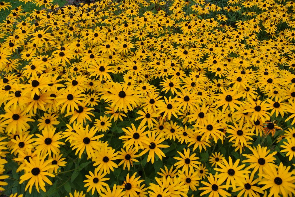 Garden Design Aftercare and Updates - mass of Rudbekia